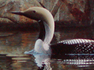 Black-throated diver