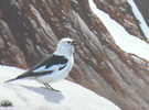 Snow Bunting