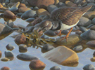 Turnstone