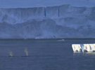 Humpbacks in the Gerlache Strait