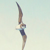 Soft-plumaged petrel