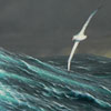Storm passing – wandering albatross