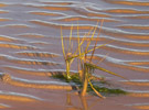 Marsh grass