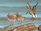 Spring Dunlin