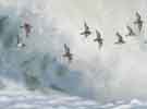 Sandpiper flight