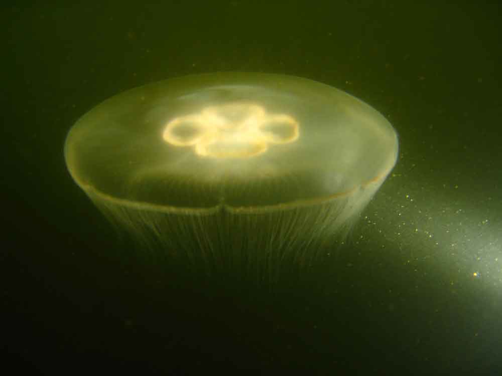 Moon-jellyfish