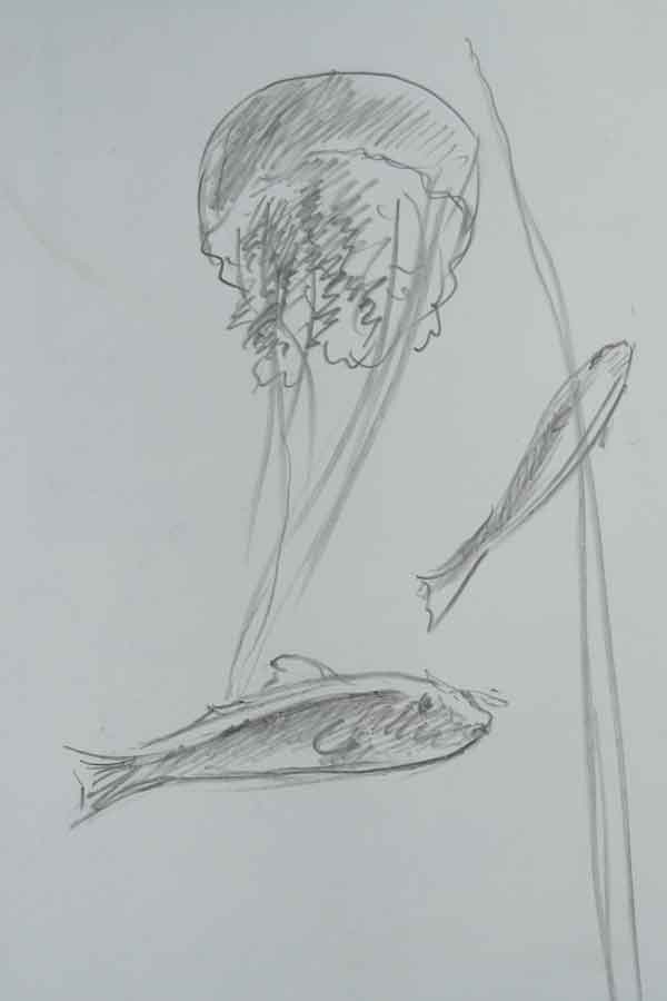 Fish-sketch