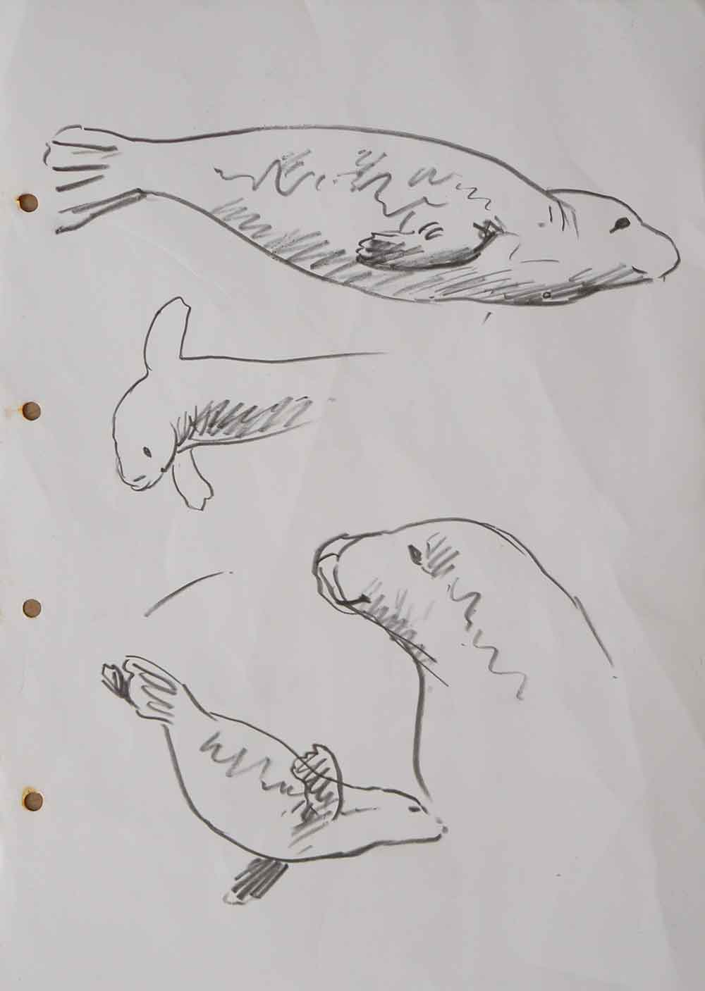 Seal-sketches