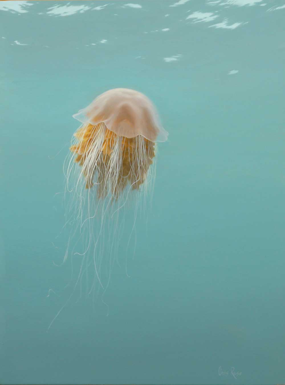 Lion's-mane-jellyfish