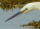 Fishing in the flow tide – Little egret