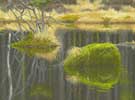 Abernethy Forest pool