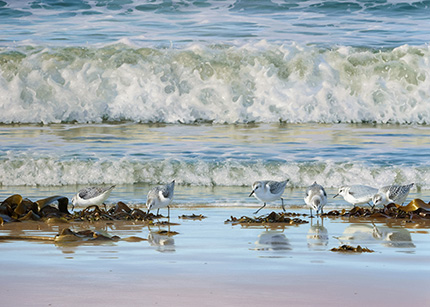 Beachcombers