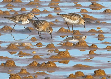 Dunlin and wormcasts