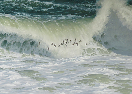 Sandpiper flight