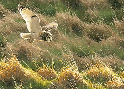 Short-eared owl