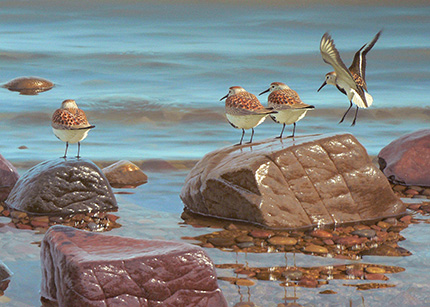 Spring dunlin