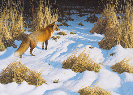 Winter fox