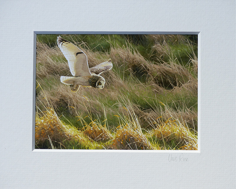 Short-eared owl