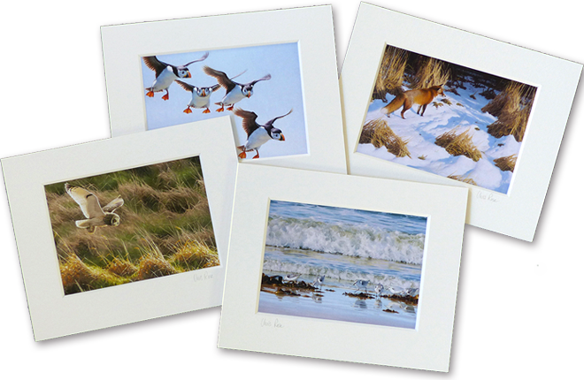 Small, 8 x 10 inch mounted prints