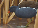 Moorhen and bulrushes