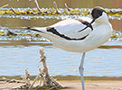 Avocet