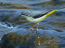 Grey wagtail