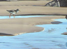 Redshank