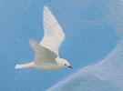 Ivory gull