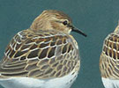 Findhorn Bay roost