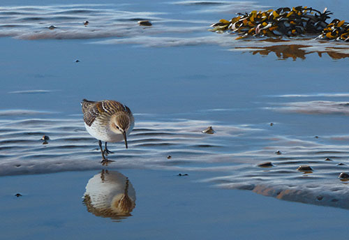 Juvenile dunlin 